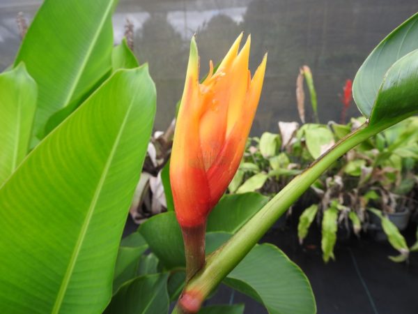 Heliconia espiscopalis Spear