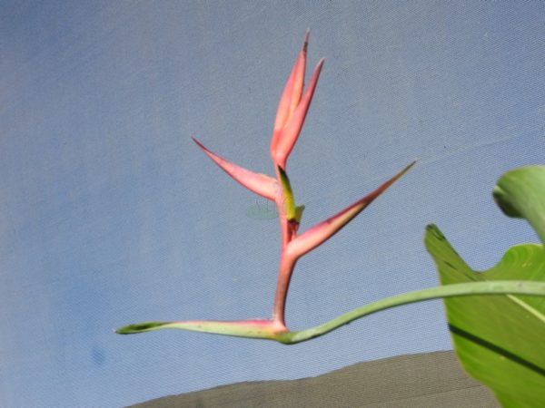 Heliconia Subulata