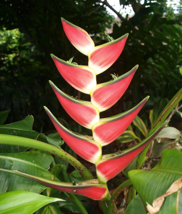 Heliconia orthotricha Pink Imperialis