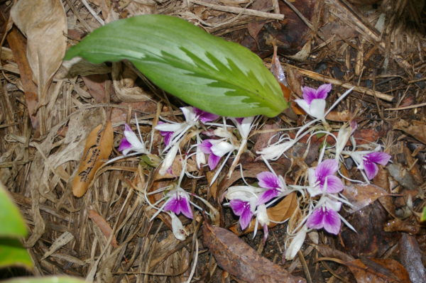 Kaempferia rotunda Burma Beauty