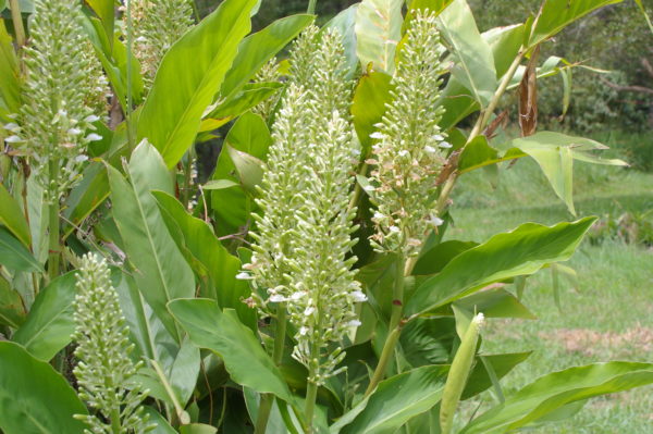 Alpinia Galangal