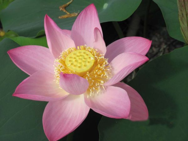 Nelumbo nucifera Lotus