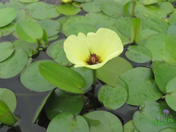 Hydrocleys nymphoides Water Poppy