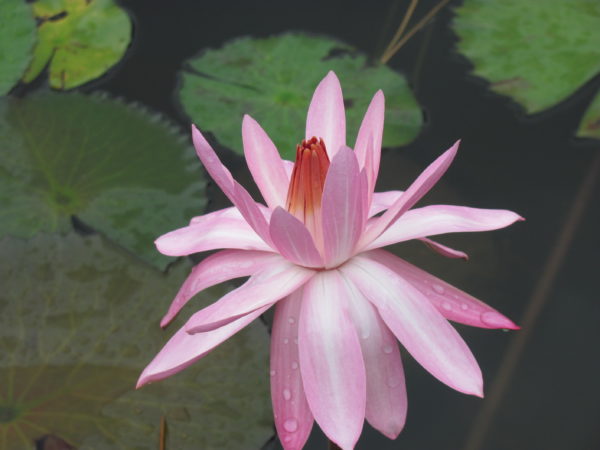 Waterlily Tropical Nocturnal Mrs George Hitchcock