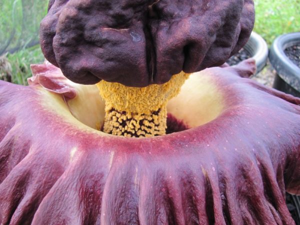 Amorphophallus peoniifolius "Elephant Foot Yam"