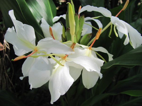 Hedychium Luna Moth