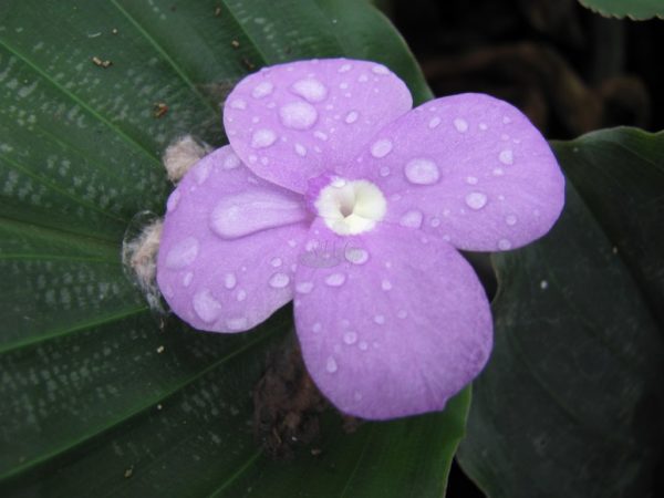 Kaempferia pulchra Peacock Ginger