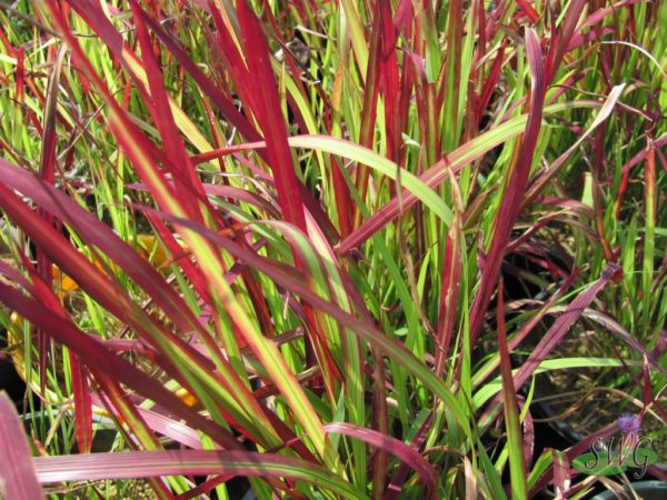 Imperata cylindrica rubra Japenese Blood Grass