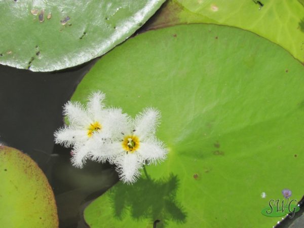 Nymphoides indica snowflake White Water Fringe