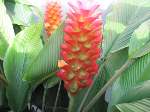 Curcuma aurantiaca Red Beauty