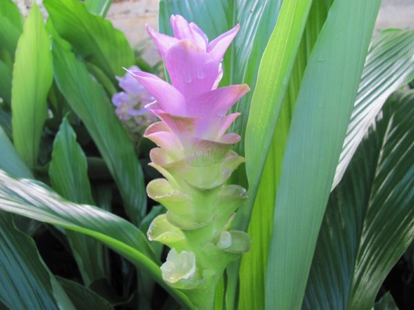 Curcuma Hybrid Laddawan