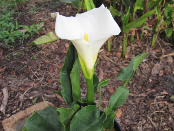 vZantedeschia aethiopica White Arum