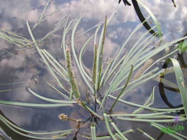 Triglochin procera Native Water Ribbons