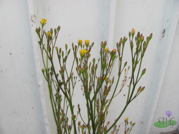 Villarsia reniformis Yellow Marsh Flower