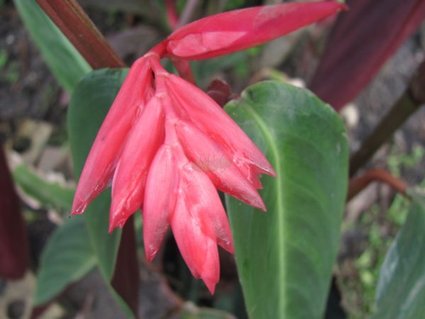 Stromanthe sanguinea