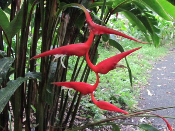 Heliconia pendula Bright Red