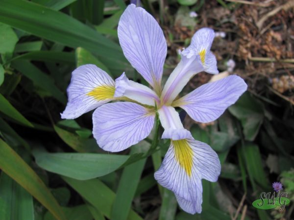 Iris virginica Southern blue flag