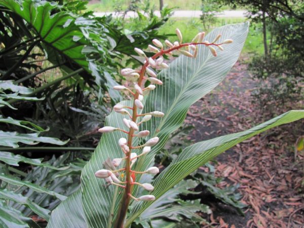 Alpinia formosana Pin Stripe