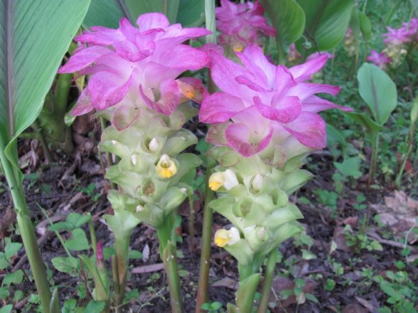 Curcuma australasica Cape York