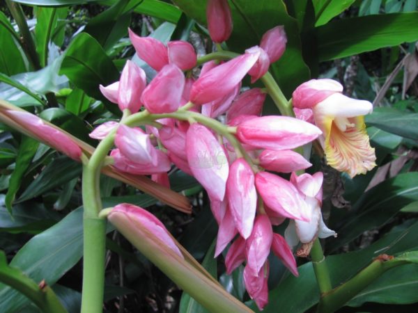 Alpinia Henryi Pink