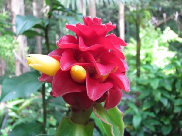 Costus comosus x productus Phoenix