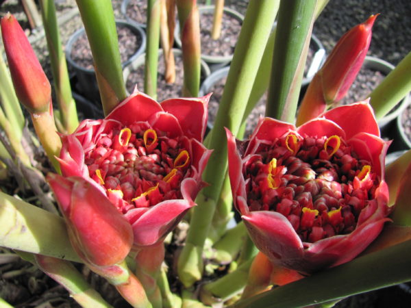 Etlingera Helani Red Tulip