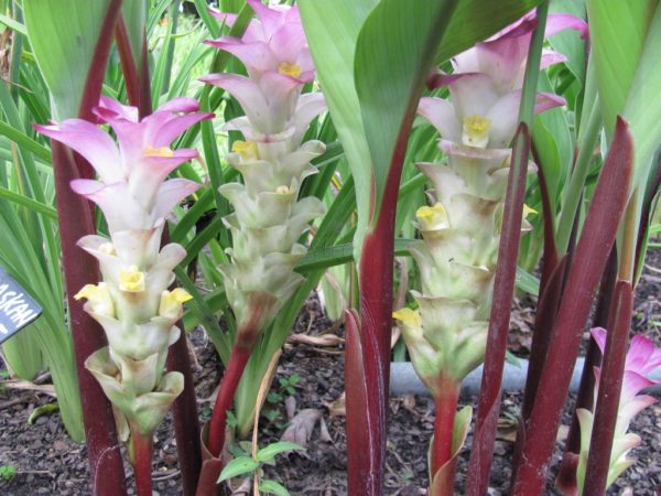 Curcuma rubescens Ruby