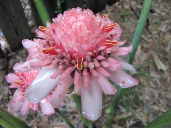 Etlingera Pink Torch