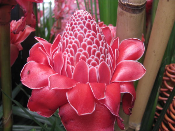 Etlingera Red Torch