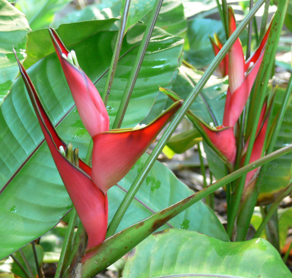 Heliconia stricta Dwarf Jamaican