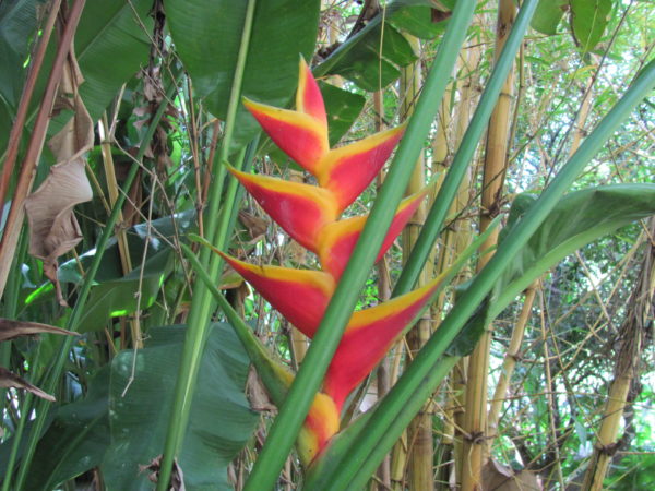 Heliconia bihai x caribaea Jacquinii