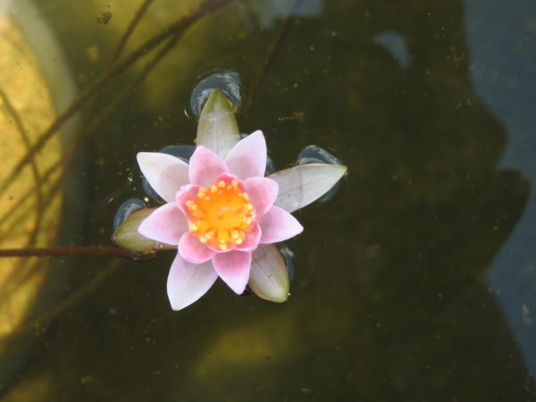 Waterlily Hardy Tetragona Joanne Pring