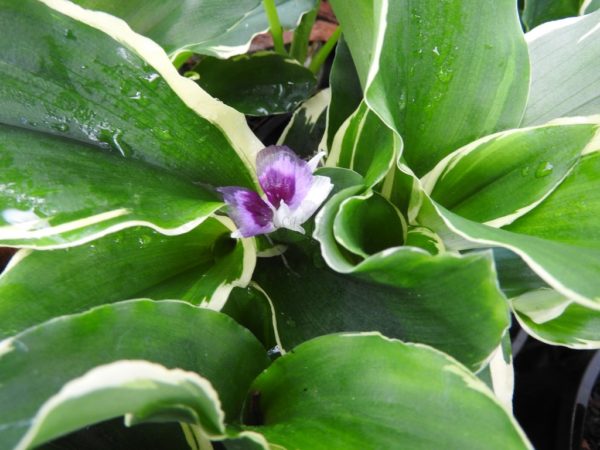 Kaempferia gilbertii Variegated Peacock Ginger