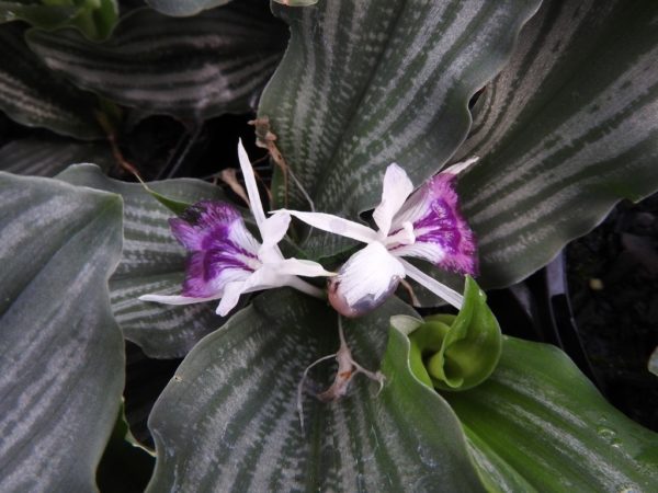 Kaempferia aff augustifolia Silver Striped