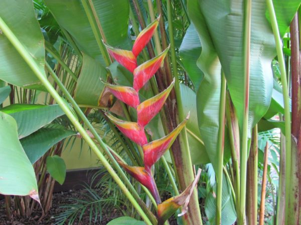 Heliconia bihai Kawika