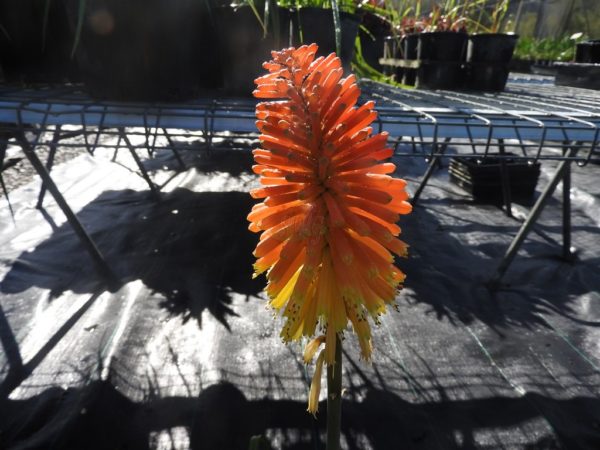 Kniphofia uvaria Winter Cheers