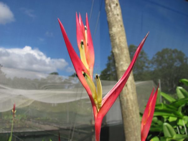 Heliconia psittacorum Lady Di