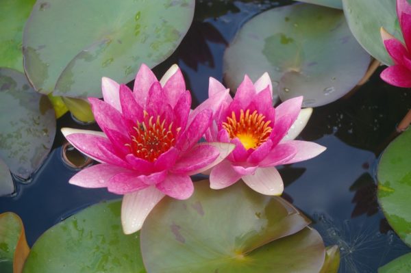 Waterlily Hardy Laydekeri Fulgens