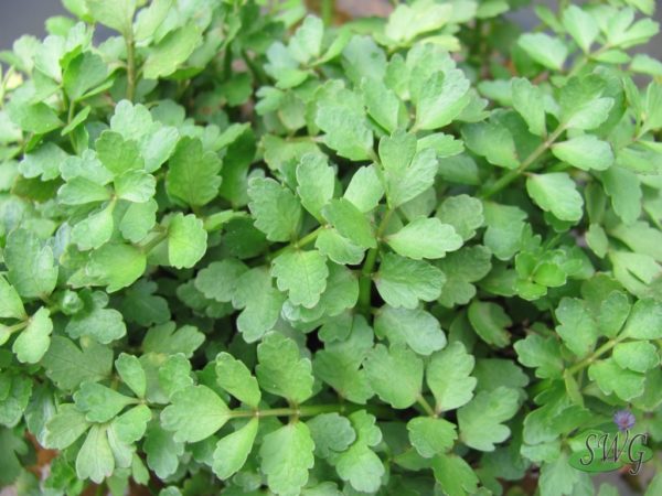 Aethionema cordifolium Lebanese Cress