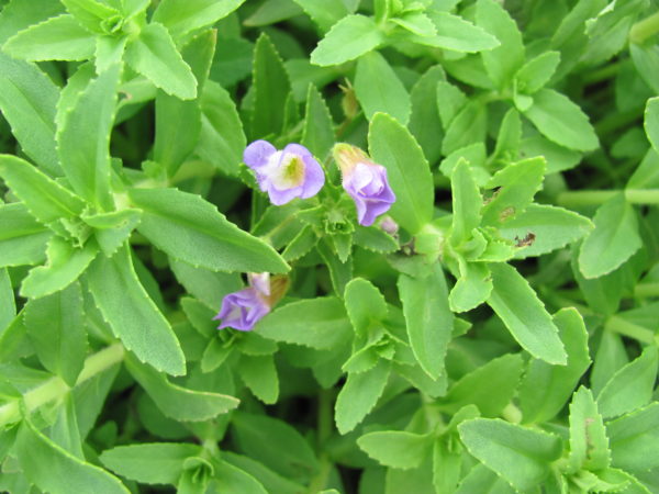 Limnophila aromatica Rice Paddy Herb