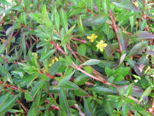 Ludwigia Palustris