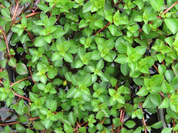 Ludwigia repens