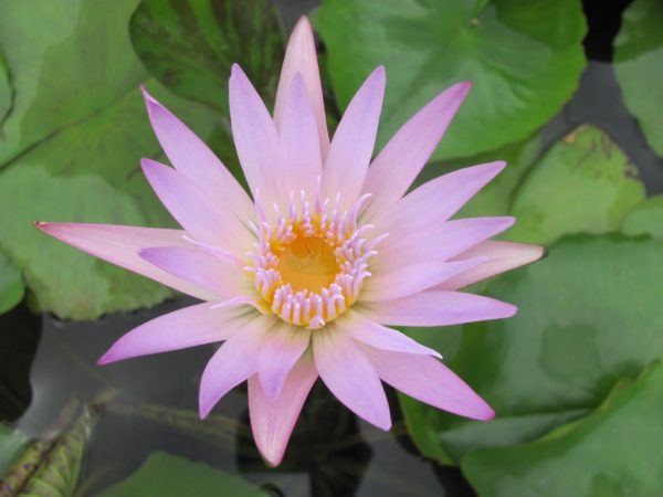 Waterlily Tropical Madame Ganna Walska