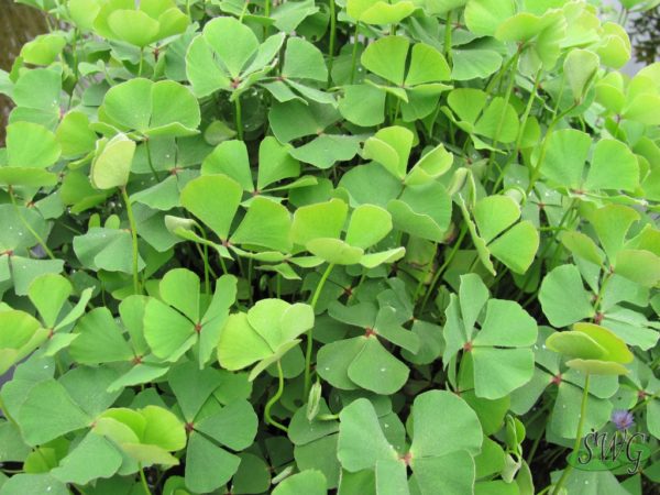 Marsilea drummundi Hairy Water Clover