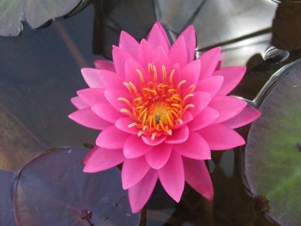 Waterlily Hardy Mayla