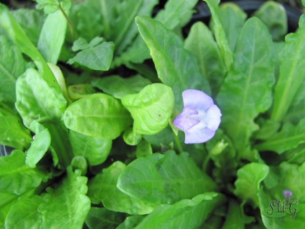 Mazus pumilio Blue