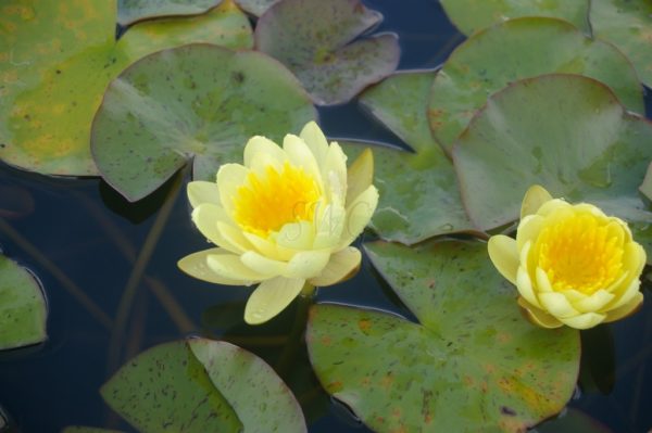 Waterlily Hardy Moorei