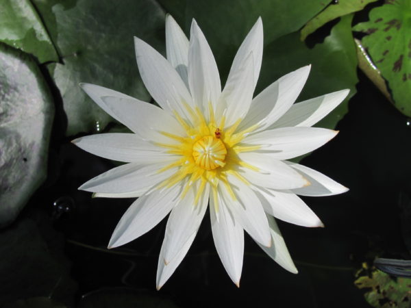 Waterlily Tropical Mrs. Pring