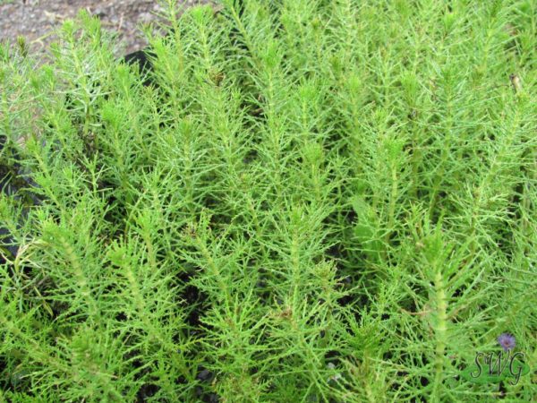 Myriophyllum crispatum Upright Milfoil