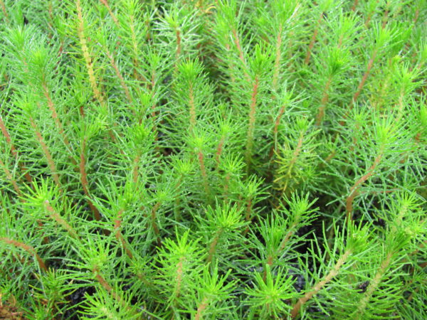 Myriophyllum papillosum Water Milfoil